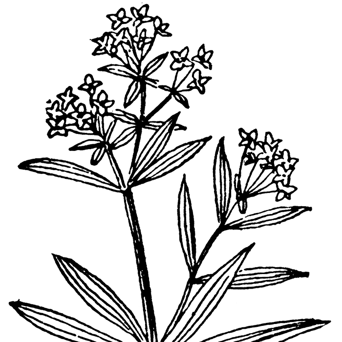 Bedstraw