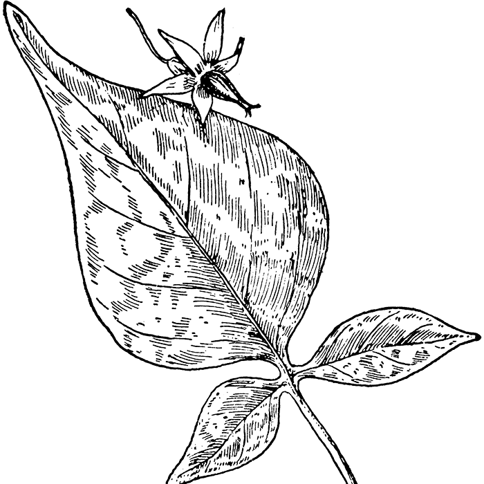 Bittersweet Nightshade