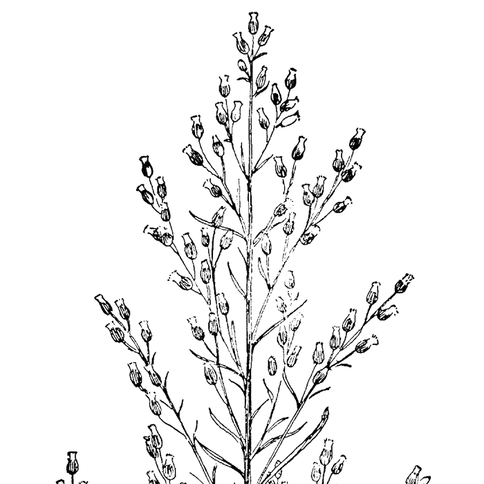 Canadian Horseweed