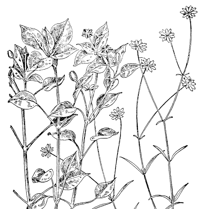 Common Chickweed