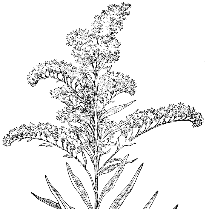 Goldenrod