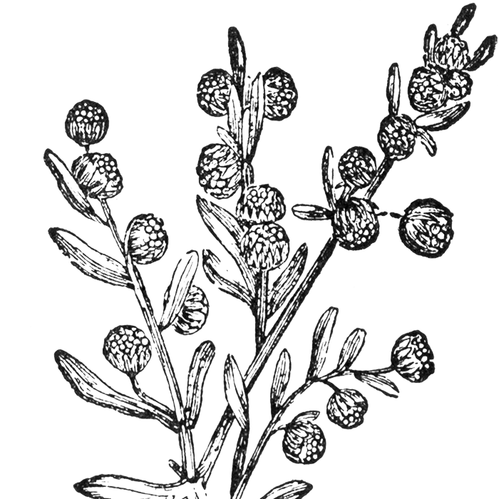 Mugwort