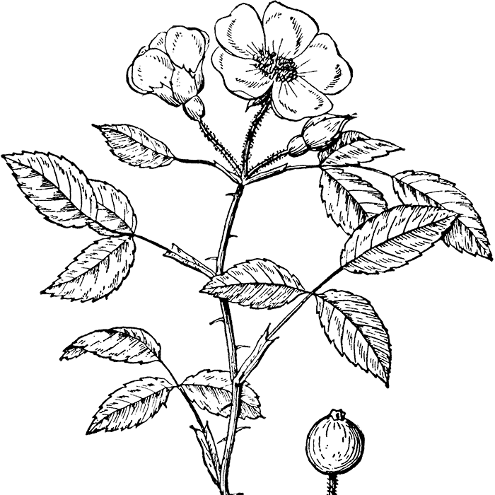 Multiflora Rosa