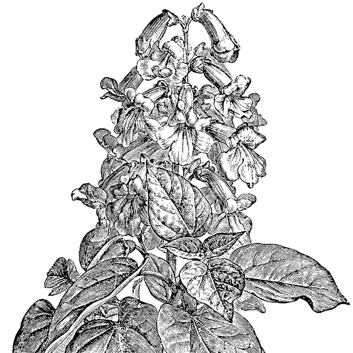 Princess Tree