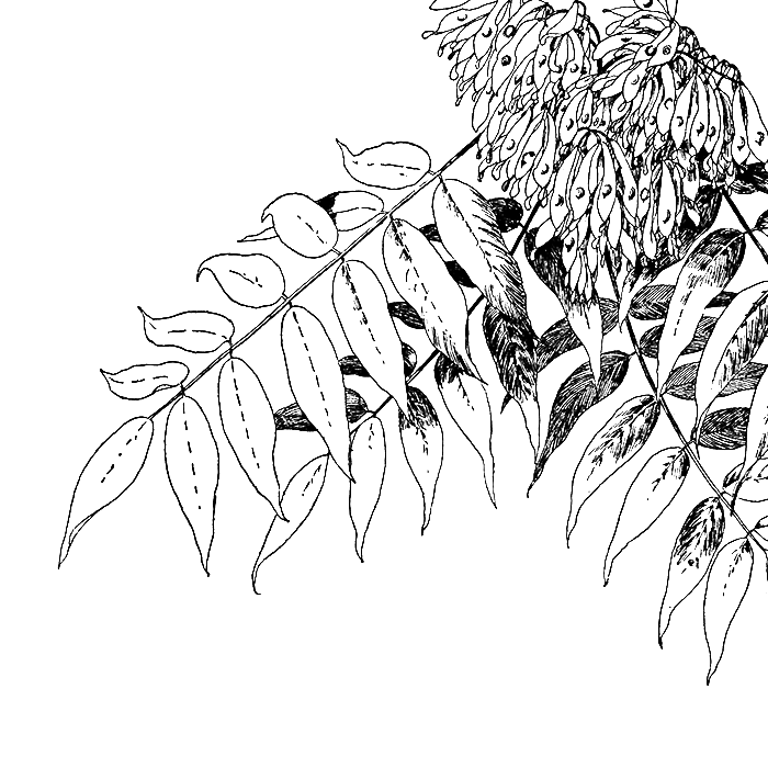 Tree Of Heaven